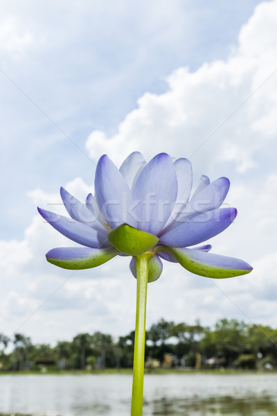 lotus against blue sky Stock photo © tungphoto