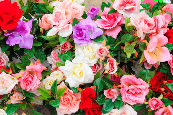 Colorido flores amor aumentó jardín planta Foto stock © tungphoto