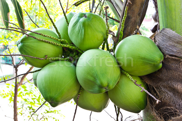 Coco arbre eau alimentaire herbe fruits [[stock_photo]] © tungphoto