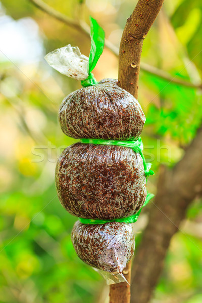 ág klónozás növény fa kéz zöld Stock fotó © tungphoto