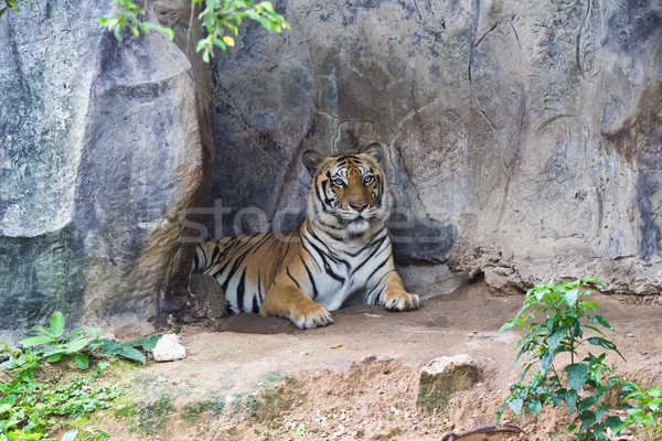 Stock photo: sumatran tiger