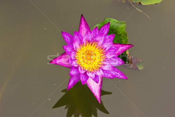 purple water lily in pond Stock photo © tungphoto