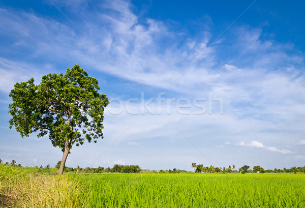 tree in paddy field Stock photo © tungphoto