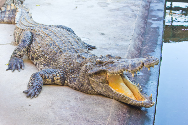 Pericoloso coccodrillo open bocca natura pelle Foto d'archivio © tungphoto