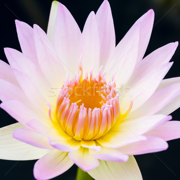 white water lily or lotus Stock photo © tungphoto