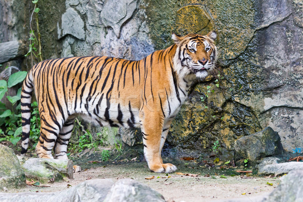 sumatran tiger Stock photo © tungphoto