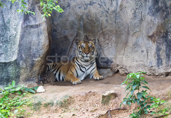Stock photo: sumatran tiger