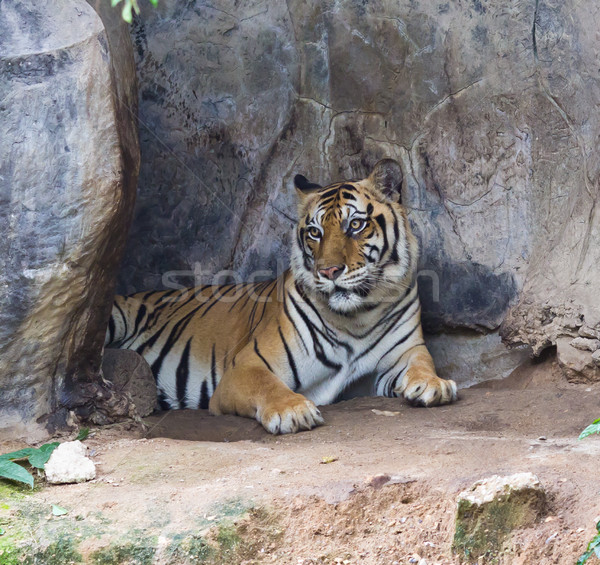 sumatran tiger Stock photo © tungphoto