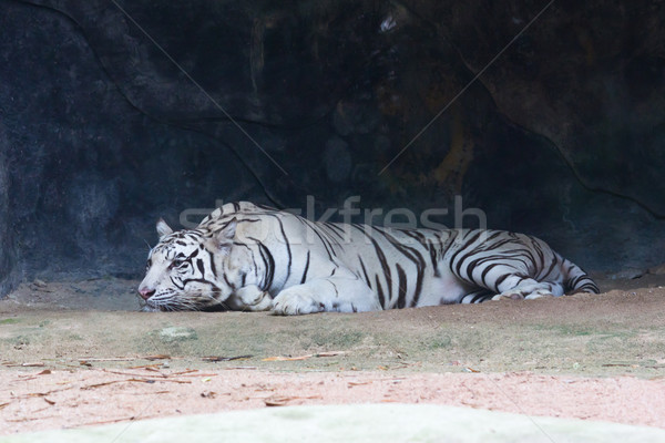 Fehér tigris szem tél trópusi fül Stock fotó © tungphoto