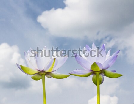 white water lily on blue sky Stock photo © tungphoto