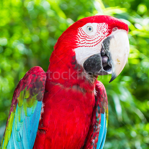red macaw Stock photo © tungphoto
