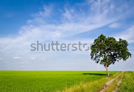 tree in paddy field Stock photo © tungphoto