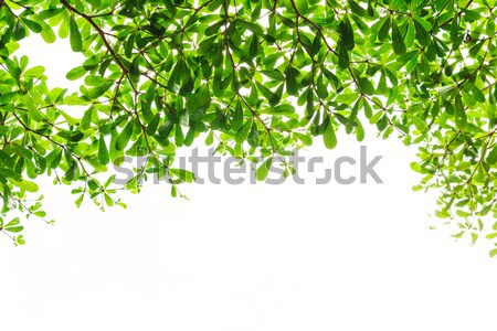 綠葉 白 春天 花園 幀 夏天 商業照片 © tungphoto