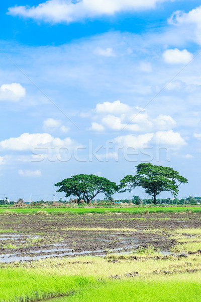 paddy field in thailand Stock photo © tungphoto