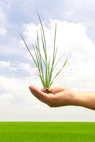 green grass in hand Stock photo © tungphoto