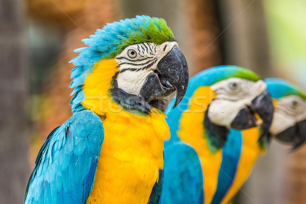 Scarlet Macaw  Stock photo © tungphoto