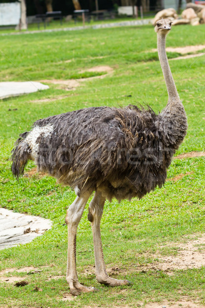 商業照片: 肖像 · 鴕鳥 · 面對 ·鳥· 速度 · 滑稽 / portrait of