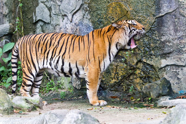 portrait of sumatran tiger Stock photo © tungphoto