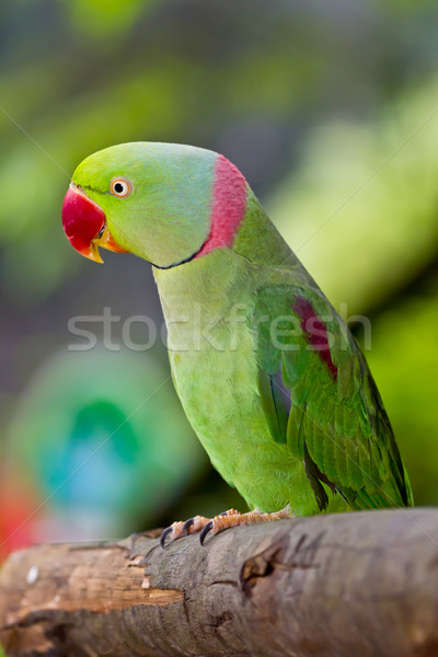 green parrot Stock photo © tungphoto