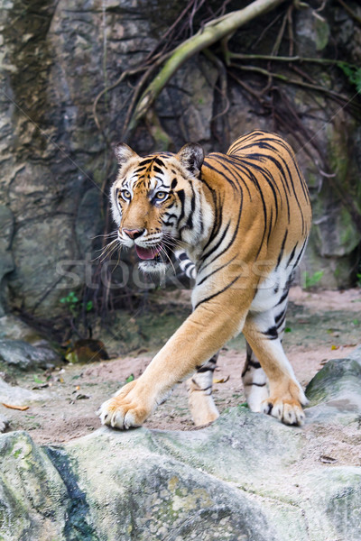 sumatran tiger Stock photo © tungphoto