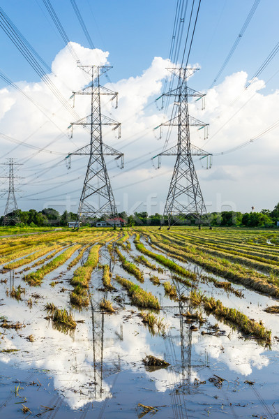 electricity high voltage power post in paddy field Stock photo © tungphoto