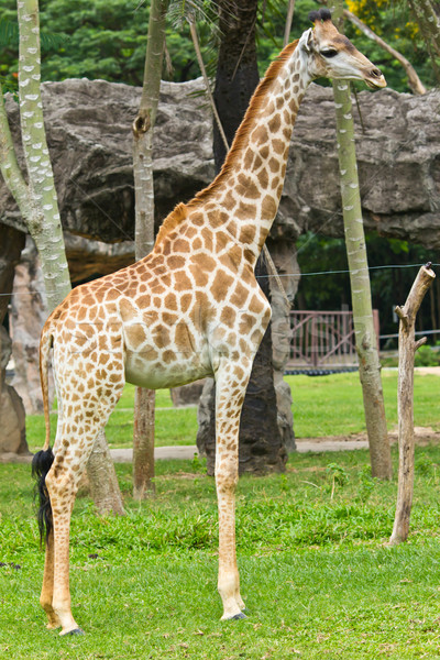 Portré zsiráf szem száj minta állat Stock fotó © tungphoto