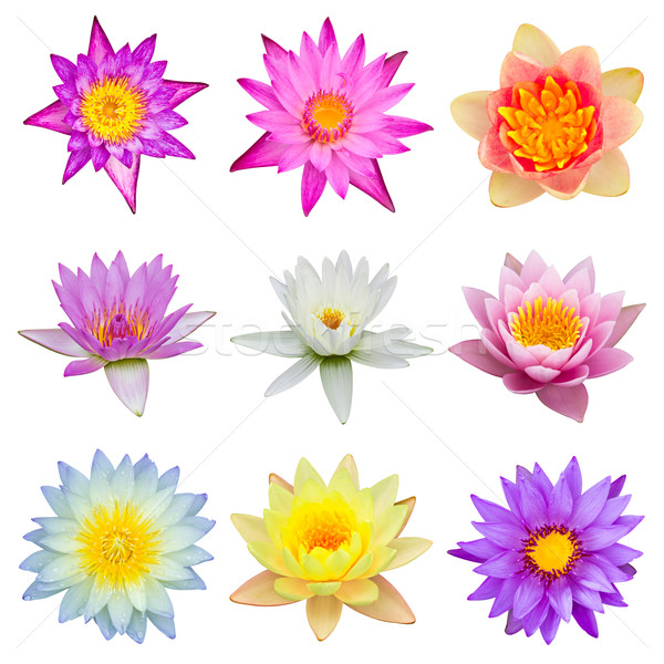 collection of water lily isolated Stock photo © tungphoto