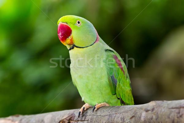 green parrot Stock photo © tungphoto