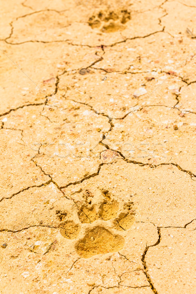dog footprint on dry crack soil Stock photo © tungphoto