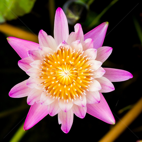 purple water lily or lotus Stock photo © tungphoto