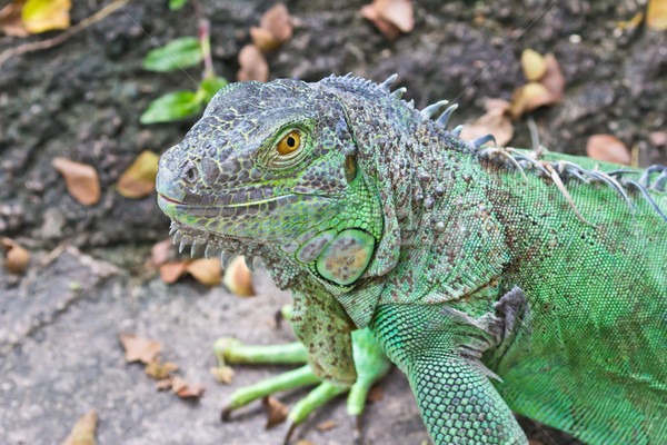 Zielone iguana lasu tropikalnych zwierząt jaszczurka Zdjęcia stock © tungphoto