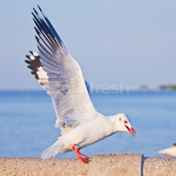 seagull eating on concrete bridge Stock photo © tungphoto