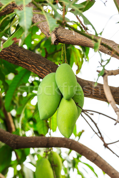 mangoes on mango tree Stock photo © tungphoto