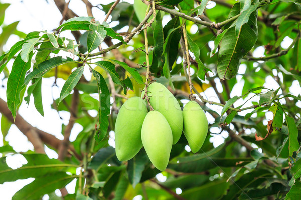 mangoes on mango tree Stock photo © tungphoto