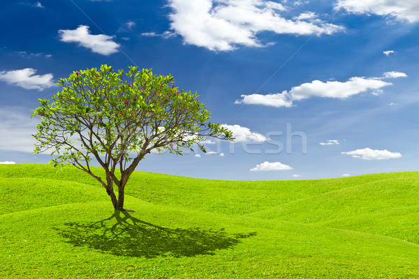 plumeria tree on green grass meadow Stock photo © tungphoto