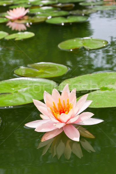 pink water lily in pond Stock photo © tungphoto