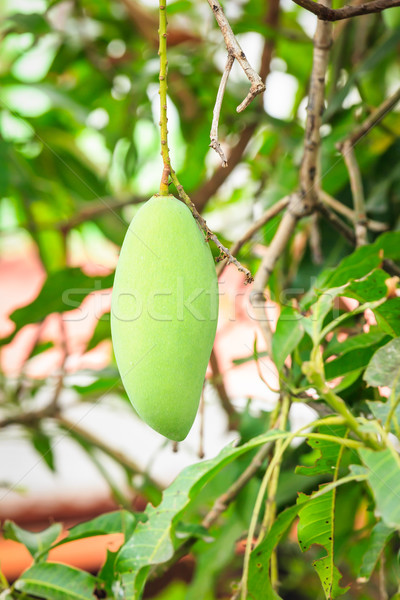 Mango drzewo żywności owoców ogród gospodarstwa Zdjęcia stock © tungphoto