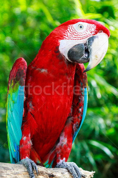 red macaw Stock photo © tungphoto