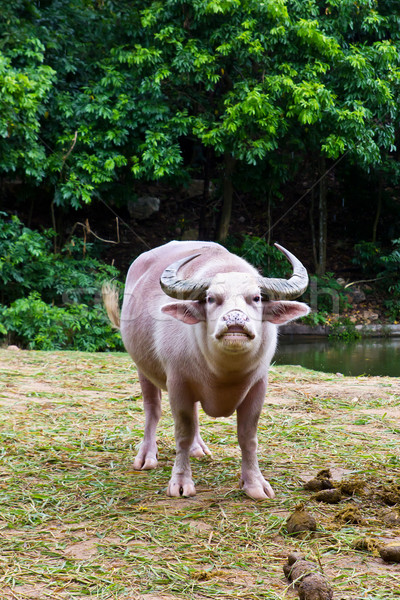 Stock foto: Albino · Natur · Bereich · Bauernhof · Arbeitnehmer · Muskel