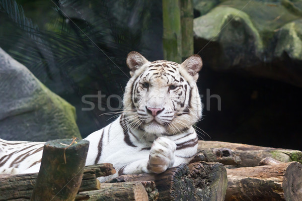 Fehér tigris szem tél kék kő Stock fotó © tungphoto