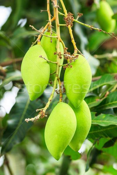 mangoes on mango tree Stock photo © tungphoto