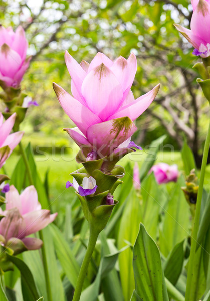 siam tulip flower Stock photo © tungphoto