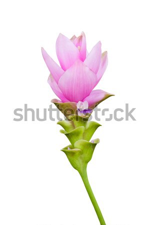 siam tulip flower isolated with clipping path Stock photo © tungphoto