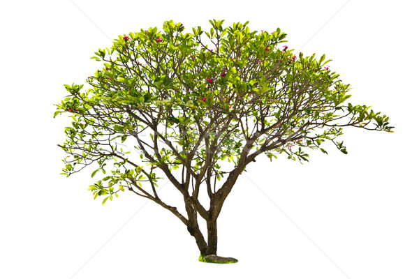 plumeria tree isolated Stock photo © tungphoto