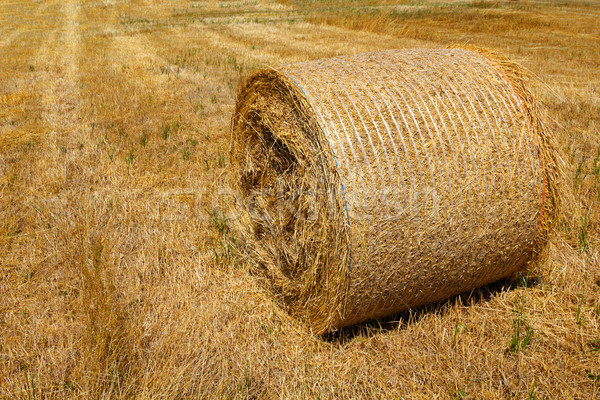 Stock photo: Straw roll bale on the farmland in sunny day