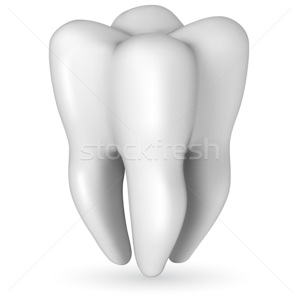 Stock photo: Healthy white molar tooth realistic vector illustration isolated