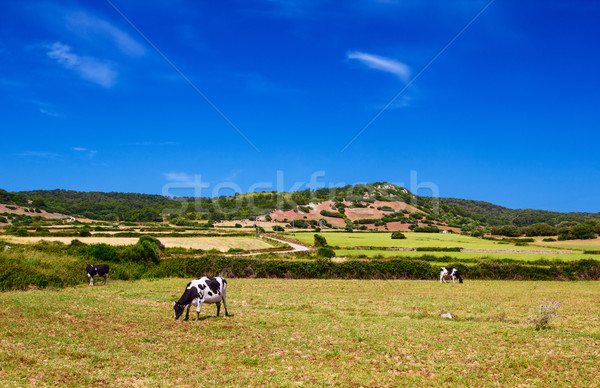 Cows are grazing upon the hills in sunny day at Menorca, Spain. Stock photo © tuulijumala