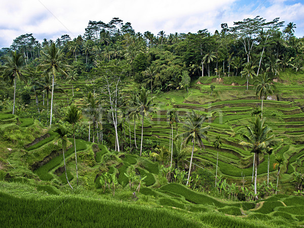 Rice terraces Stock photo © tuulijumala