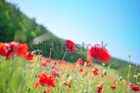 Campo papavero fiore primavera erba panorama Foto d'archivio © tycoon