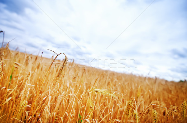 Stock foto: Weizenfeld · Himmel · Sonne · Natur · Wolke · Farbe